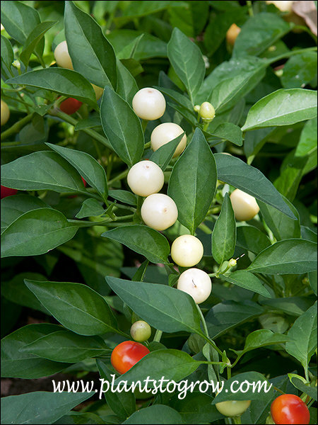 Ornamental Pepper Marbles can have many different colored marble shaped fruit on the plant at the same time.